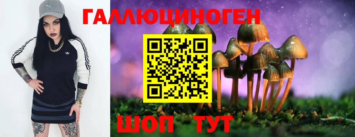 Галлюциногенные грибы Psilocybine cubensis Новозыбков